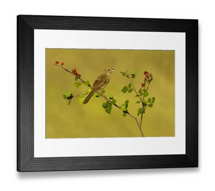 Framed Print : Botteris Sparrow (Peucaea botterii) perched on a twig, Arizona, USA Framed Print : Botteris Sparrow (Peucaea botterii) perched on a twig, Arizona, USA
