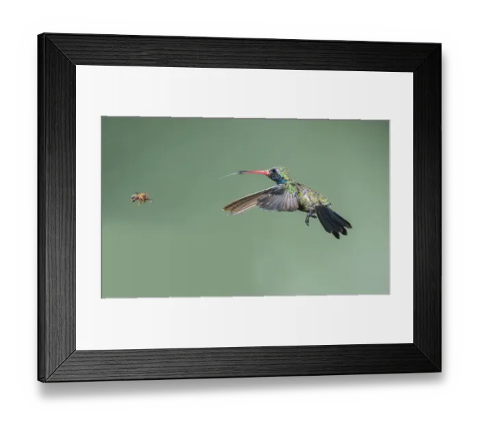 Framed Print : Broad-billed Hummingbird (Cynanthus latirostris) male with Honey Bee, Arizona, USA Framed Print : Broad-billed Hummingbird (Cynanthus latirostris) male with Honey Bee, Arizona, USA