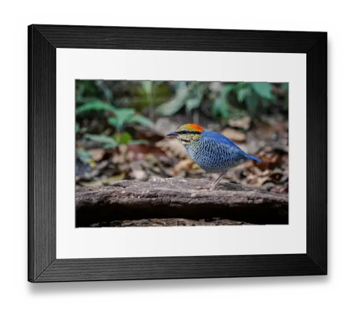 Framed Print : Blue Pitta (Hydrornis cyaneus) male, Kaeng Krachan, Thailand Framed Print : Blue Pitta (Hydrornis cyaneus) male, Kaeng Krachan, Thailand