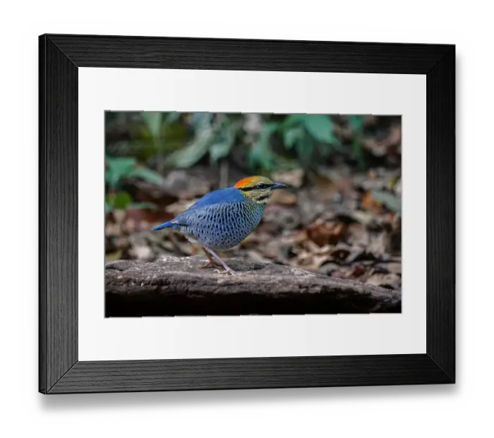Framed Print : Blue Pitta (Hydrornis cyaneus) male, Kaeng Krachan, Thailand Framed Print : Blue Pitta (Hydrornis cyaneus) male, Kaeng Krachan, Thailand