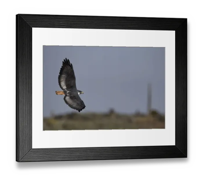 Framed Print : Augur Buzzard (Buteo augur) flying, Bale Mountains National Park, Ethiopia