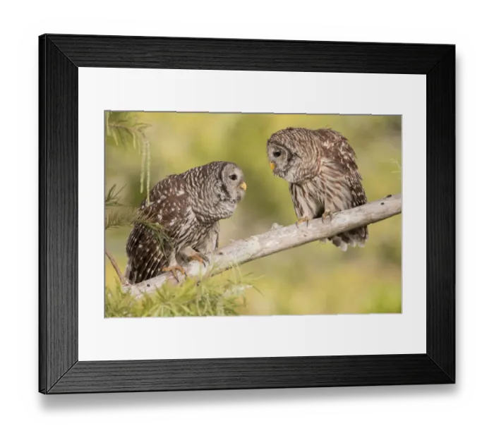 Framed Print : Barred Owl (Strix varia) pair, Florida, USA Framed Print : Barred Owl (Strix varia) pair, Florida, USA