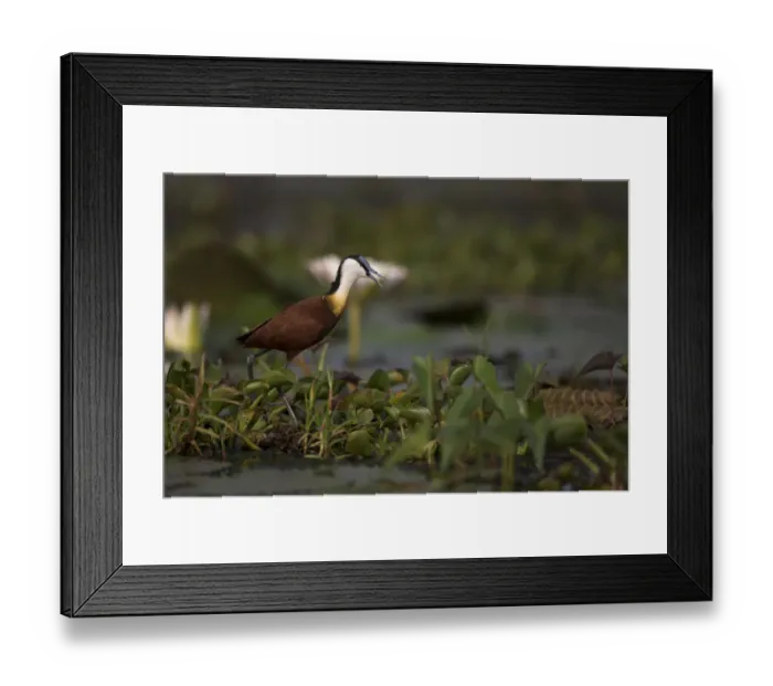 Framed Print : African Jacana (Actophilornis africanus) foraging, Semuliki National Park, Uganda Framed Print : African Jacana (Actophilornis africanus) foraging, Semuliki National Park, Uganda