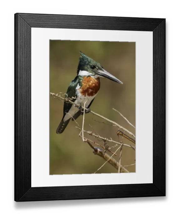 Framed Print : Amazon Kingfisher (Chloroceryle amazona), Pantanal, Brazil Framed Print : Amazon Kingfisher (Chloroceryle amazona), Pantanal, Brazil