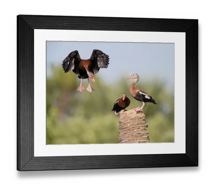 Framed Print : Black-bellied Whistling Duck (Dendrocygna autumnalis) flying, Florida, USA Framed Print : Black-bellied Whistling Duck (Dendrocygna autumnalis) flying, Florida, USA