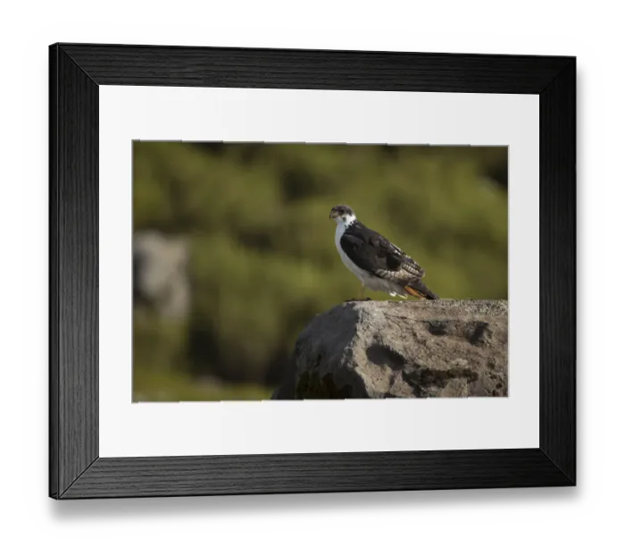 Framed Print : Augur Buzzard (Buteo augur) perched on a rock, Bale Mountains National Park, Ethiopia Framed Print : Augur Buzzard (Buteo augur) perched on a rock, Bale Mountains National Park, Ethiopia