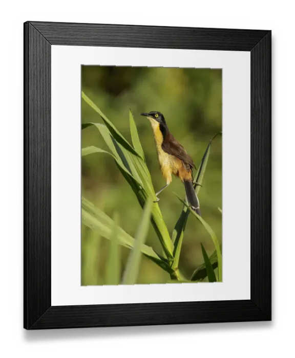 Framed Print : Black-capped Donacobius (Donacobius atricapilla) perched on a branch, Pantanal, Brazil Framed Print : Black-capped Donacobius (Donacobius atricapilla) perched on a branch, Pantanal, Brazil