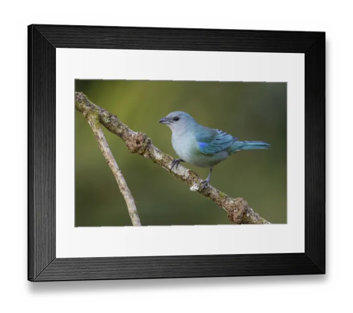 Framed Print : Azure-shouldered Tanager (Thraupis cyanoptera) perched on a branch, Atlantic rainforest Framed Print : Azure-shouldered Tanager (Thraupis cyanoptera) perched on a branch, Atlantic rainforest