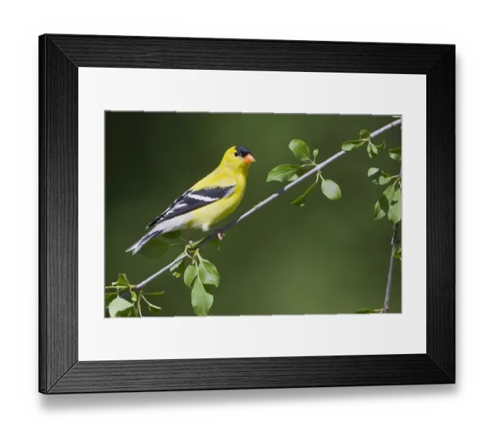 Framed Print : American Goldfinch (Spinus tristis) male, Ontario, Canada Framed Print : American Goldfinch (Spinus tristis) male, Ontario, Canada