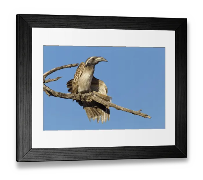 Framed Print : African Grey Hornbill (Lophoceros nasutus), Northern Cape, Kgalagadi Transfrontier Park Framed Print : African Grey Hornbill (Lophoceros nasutus), Northern Cape, Kgalagadi Transfrontier Park