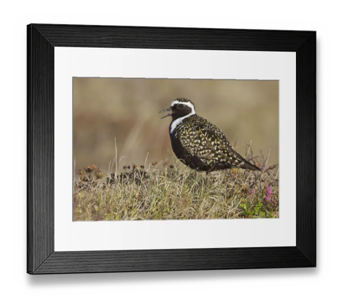 Framed Print : American Golden Plover (Pluvialis dominica) male, Manitoba, Canada Framed Print : American Golden Plover (Pluvialis dominica) male, Manitoba, Canada
