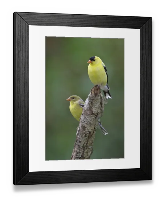 Framed Print : American Goldfinch (Spinus tristis), Ontario, Canada Framed Print : American Goldfinch (Spinus tristis), Ontario, Canada