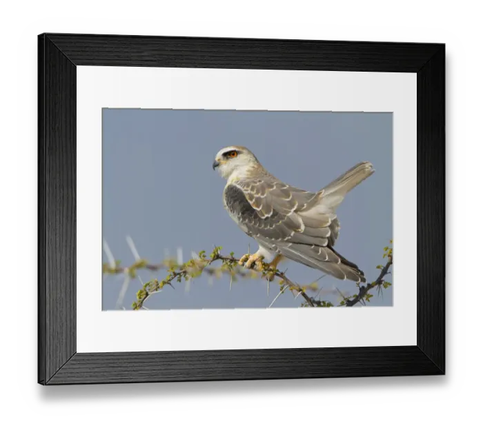 Framed Print : Black-winged Kite (Elanus caeruleus), Oshikoto, Etosha National Park, Namibia Framed Print : Black-winged Kite (Elanus caeruleus), Oshikoto, Etosha National Park, Namibia