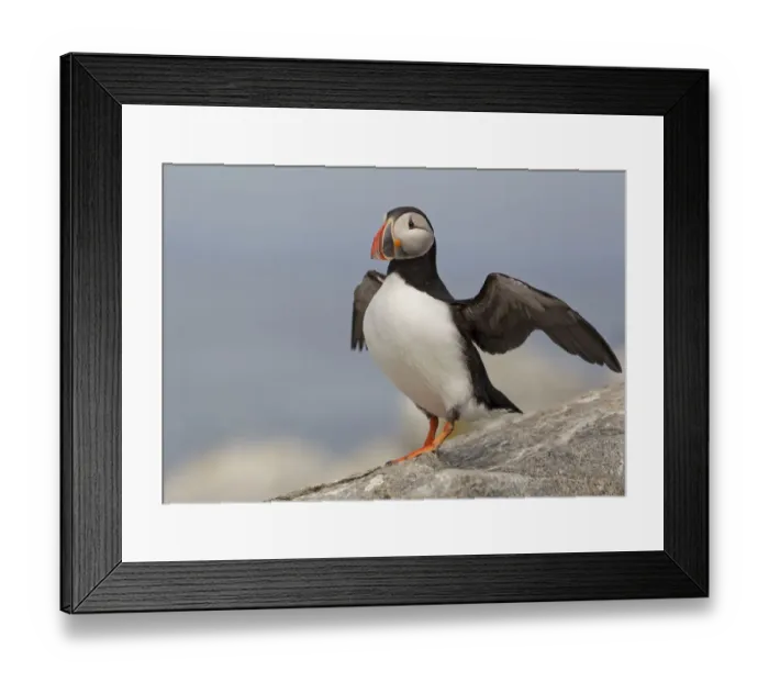 Framed Print : Atlantic Puffin (Fratercula arctica), Maine, USA Framed Print : Atlantic Puffin (Fratercula arctica), Maine, USA