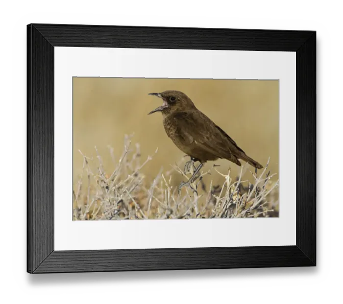 Framed Print : Ant-eating Chat (Myrmecocichla formicivora), Oshikoto, Etosha National Park, Namibia Framed Print : Ant-eating Chat (Myrmecocichla formicivora), Oshikoto, Etosha National Park, Namibia