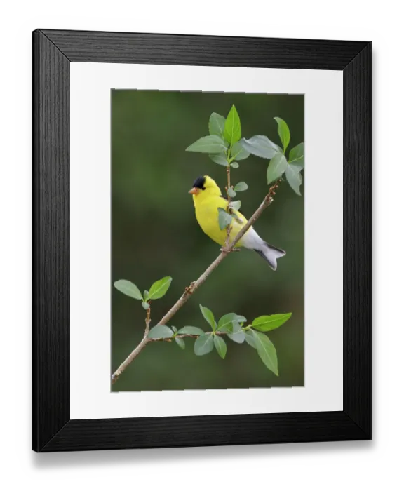 Framed Print : American Goldfinch (Spinus tristis) male, Ontario, Canada Framed Print : American Goldfinch (Spinus tristis) male, Ontario, Canada