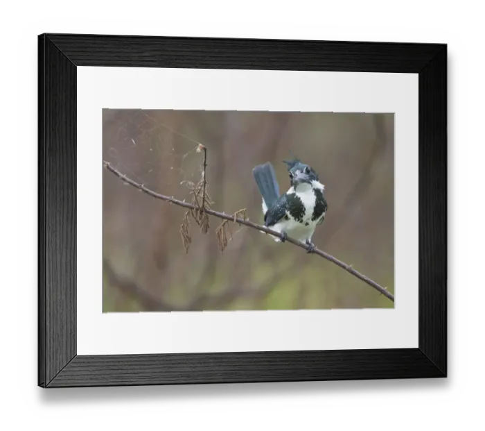 Framed Print : Amazon Kingfisher (Chloroceryle amazona), Costa Rica Framed Print : Amazon Kingfisher (Chloroceryle amazona), Costa Rica