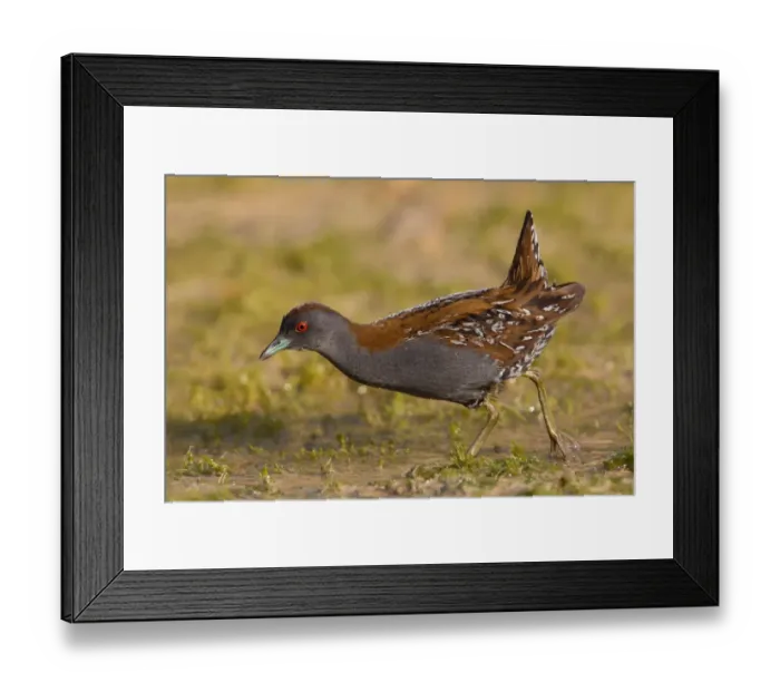 Framed Print : Baillons Crake (Porzana pusilla pusilla), Paphos, Cyprus Framed Print : Baillons Crake (Porzana pusilla pusilla), Paphos, Cyprus