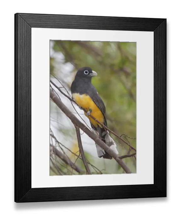 Framed Print : Black-headed Trogon (Trogon melanocephalus), Costa Rica