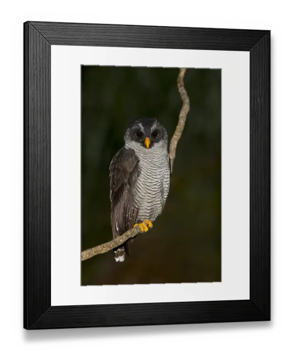 Framed Print : Black-banded Owl (Strix huhula), Ecuador Framed Print : Black-banded Owl (Strix huhula), Ecuador