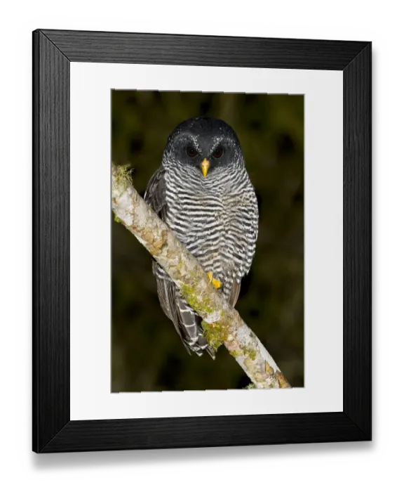 Framed Print : Black-banded Owl (Strix huhula), Ecuador Framed Print : Black-banded Owl (Strix huhula), Ecuador
