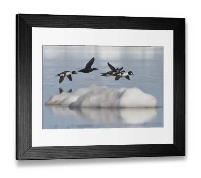 Framed Print : Black Scoter (Melanitta americana) flying, Manitoba, Canada Framed Print : Black Scoter (Melanitta americana) flying, Manitoba, Canada