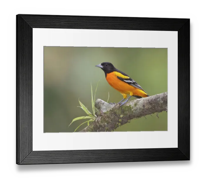 Framed Print : Baltimore Oriole (Icterus galbula) male, Costa Rica Framed Print : Baltimore Oriole (Icterus galbula) male, Costa Rica