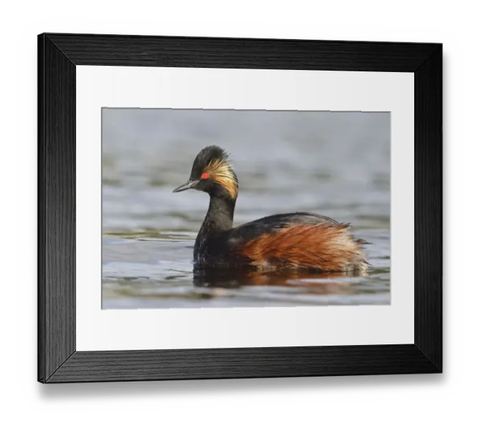 Framed Print : Black-necked Grebe (Podiceps nigricollis), British Columbia, Canada Framed Print : Black-necked Grebe (Podiceps nigricollis), British Columbia, Canada
