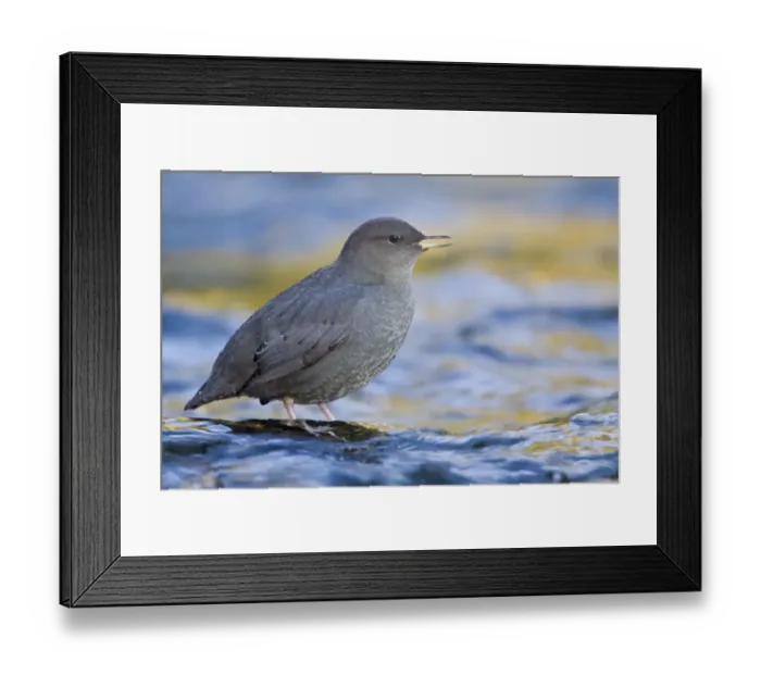 Framed Print : American Dipper (Cinclus mexicanus) singing, British Columbia, Canada Framed Print : American Dipper (Cinclus mexicanus) singing, British Columbia, Canada