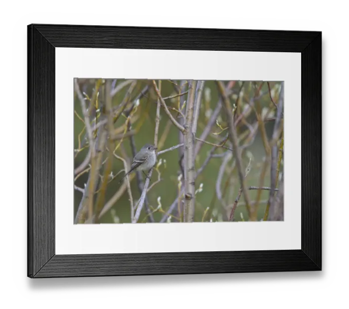Framed Print : American Dusky Flycatcher (Empidonax oberholseri), British Columbia, Canada Framed Print : American Dusky Flycatcher (Empidonax oberholseri), British Columbia, Canada