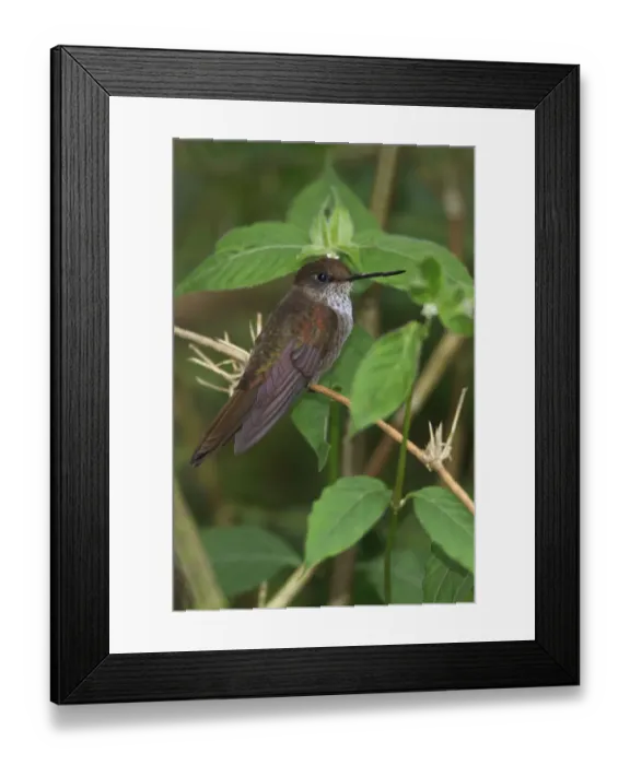 Framed Print : Bronzy Inca (Coeligena coeligena), Ecuador Framed Print : Bronzy Inca (Coeligena coeligena), Ecuador
