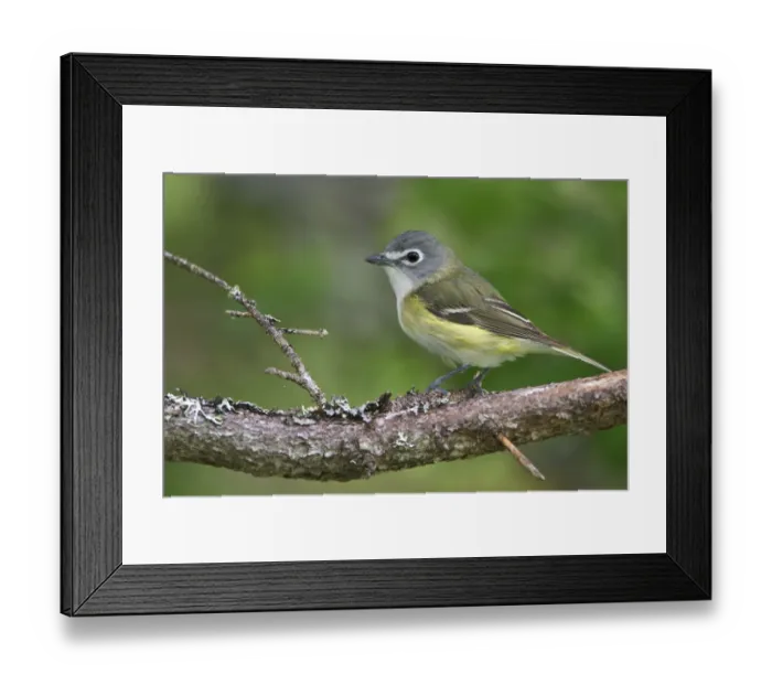 Framed Print : Blue-headed Vireo (Vireo solitarius), Newfoundland, Canada Framed Print : Blue-headed Vireo (Vireo solitarius), Newfoundland, Canada