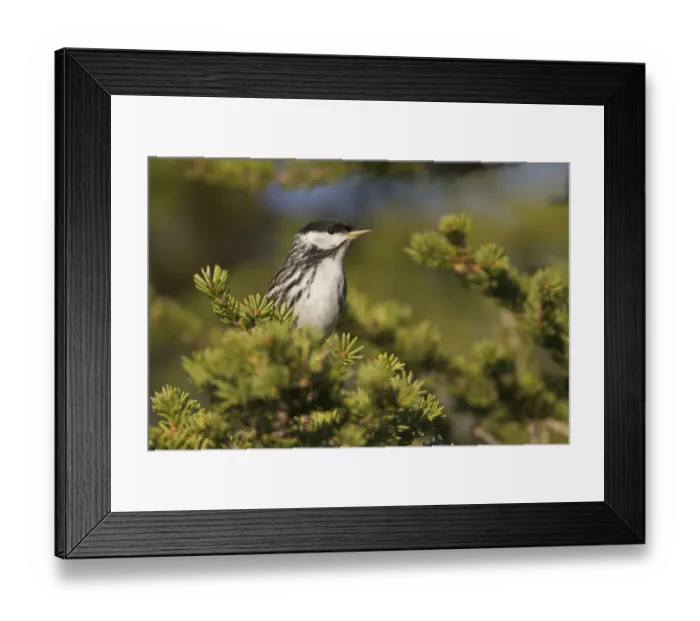 Framed Print : Blackpoll Warbler (Setophaga striata) male, Manitoba, Canada