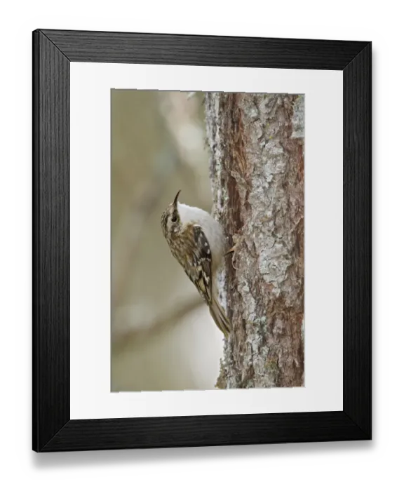 Framed Print : Brown Creeper (Certhia americana), British Columbia, Canada Framed Print : Brown Creeper (Certhia americana), British Columbia, Canada