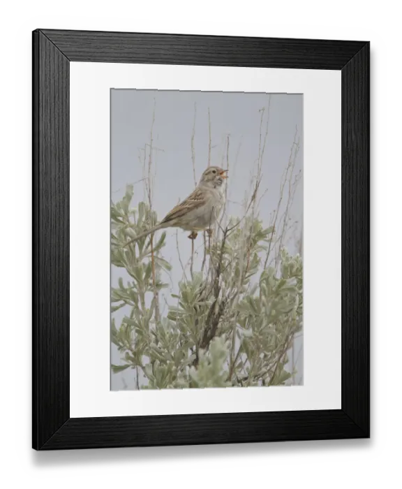 Framed Print : Brewers Sparrow (Spizella breweri) singing, British Columbia, Canada Framed Print : Brewers Sparrow (Spizella breweri) singing, British Columbia, Canada