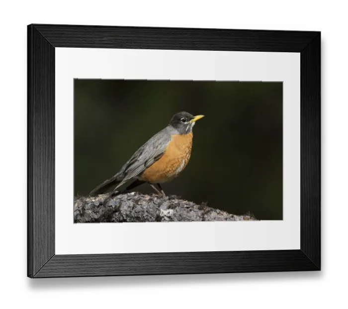 Framed Print : American Robin (Turdus migratorius), California, USA Framed Print : American Robin (Turdus migratorius), California, USA