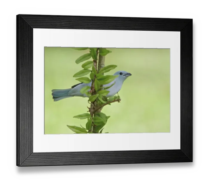 Framed Print : Blue-grey Tanager (Thraupis episcopus), Manu National Park, Peru Framed Print : Blue-grey Tanager (Thraupis episcopus), Manu National Park, Peru