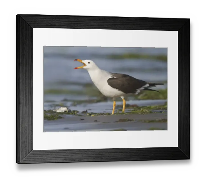 Framed Print : Belchers Gull (Larus belcheri), Isla de Ballestas National Park, Peru Framed Print : Belchers Gull (Larus belcheri), Isla de Ballestas National Park, Peru