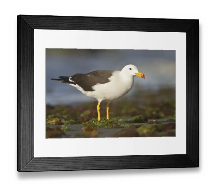 Framed Print : Belchers Gull (Larus belcheri), Isla de Ballestas National Park, Peru Framed Print : Belchers Gull (Larus belcheri), Isla de Ballestas National Park, Peru