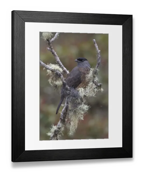 Framed Print : Bay-vented Cotinga (Doliornis sclateri), Bosque Unchog Reserve, Peru