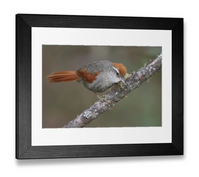 Framed Print : Barons Spinetail (Cranioleuca baroni), Central Highlands, Peru