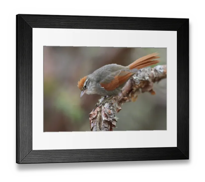 Framed Print : Barons Spinetail (Cranioleuca baroni), Central Highlands, Peru Framed Print : Barons Spinetail (Cranioleuca baroni), Central Highlands, Peru