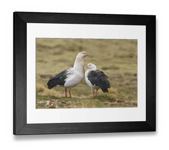 Framed Print : Andean Goose (Chloephaga melanoptera), Central Highlands, Peru Framed Print : Andean Goose (Chloephaga melanoptera), Central Highlands, Peru