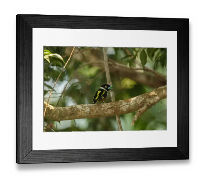 Framed Print : Black-and-yellow Broadbill (Eurylaimus ochromalus), Thailand Framed Print : Black-and-yellow Broadbill (Eurylaimus ochromalus), Thailand