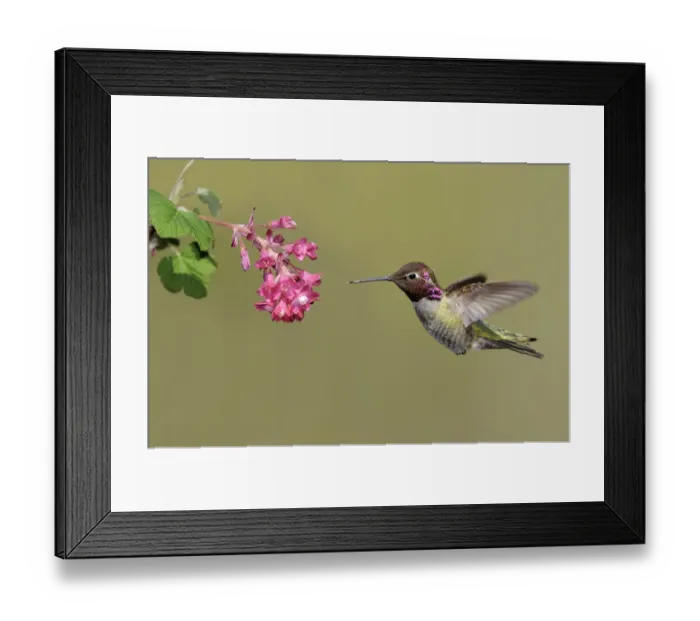 Framed Print : Annas Hummingbird (Calypte anna), British Columbia, Canada Framed Print : Annas Hummingbird (Calypte anna), British Columbia, Canada