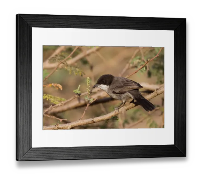 Framed Print : Arabian Warbler (Sylvia leucomelaena) perched on a branch, Oman Framed Print : Arabian Warbler (Sylvia leucomelaena) perched on a branch, Oman