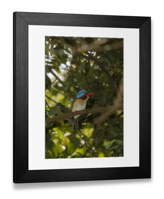 Framed Print : Banded Kingfisher (Lacedo pulchella), Khao Yai National Park, Thailand Framed Print : Banded Kingfisher (Lacedo pulchella), Khao Yai National Park, Thailand