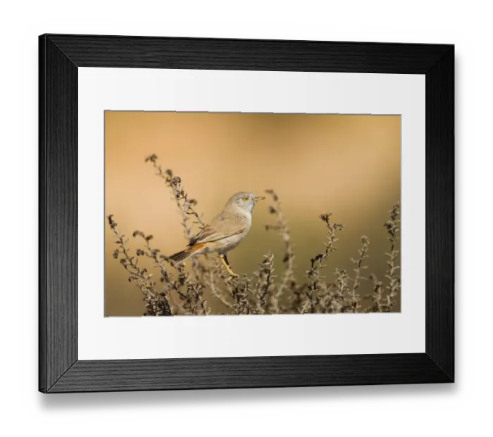 Framed Print : Asian Desert Warbler (Sylvia nana), Oman Framed Print : Asian Desert Warbler (Sylvia nana), Oman