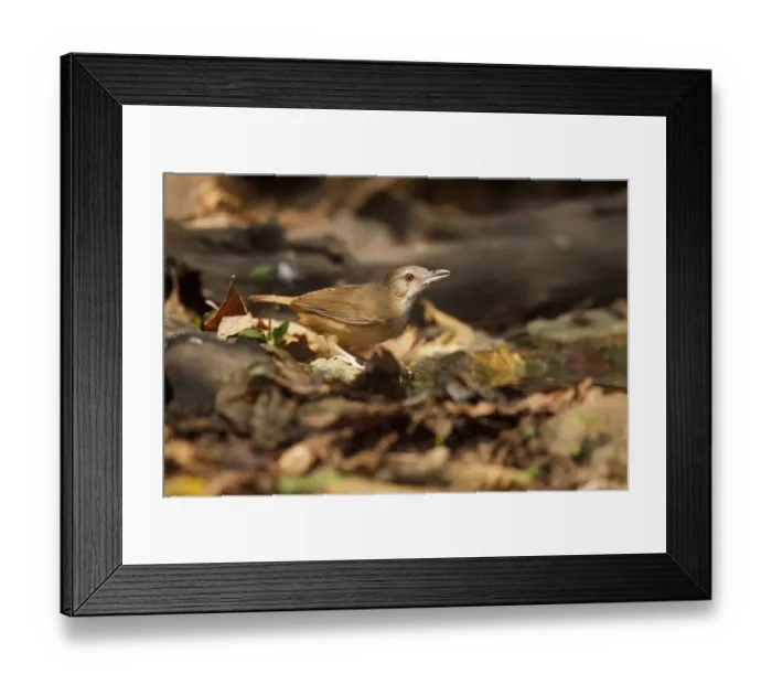 Framed Print : Abbotts Babbler (Malacocincla abbotti), Kaeng Krachan, Thailand Framed Print : Abbotts Babbler (Malacocincla abbotti), Kaeng Krachan, Thailand