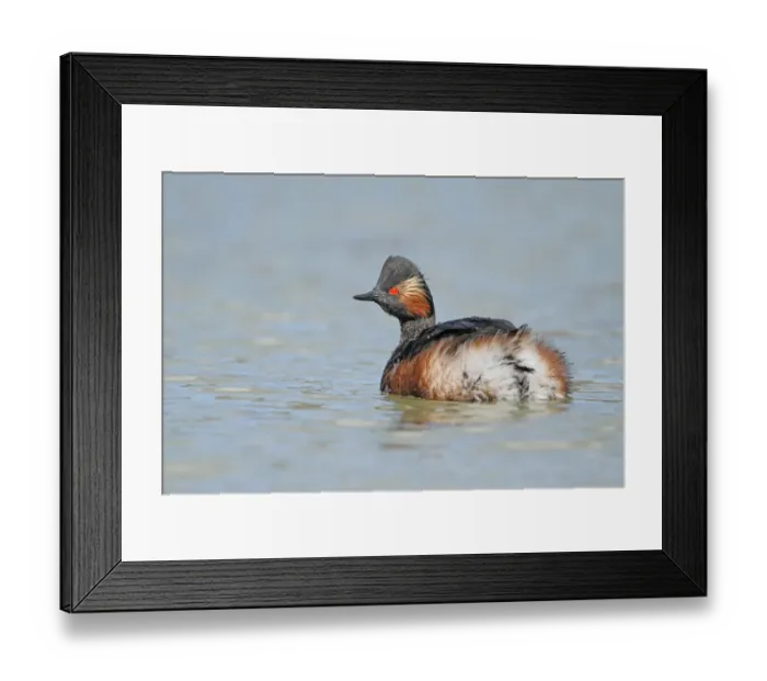 Framed Print : Black-necked Grebe (Podiceps nigricollis), Aargau, Switzerland Framed Print : Black-necked Grebe (Podiceps nigricollis), Aargau, Switzerland